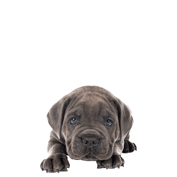 Neapolitan Mastiff