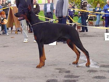 Larry z Padoku | Black Doberman Pinscher