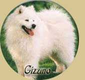 Vitkind's GIZZMO | Samoyed 