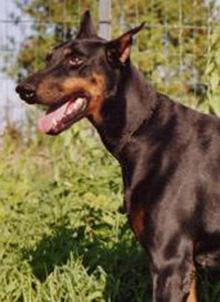 Ive v. Lindenhof | Black Doberman Pinscher