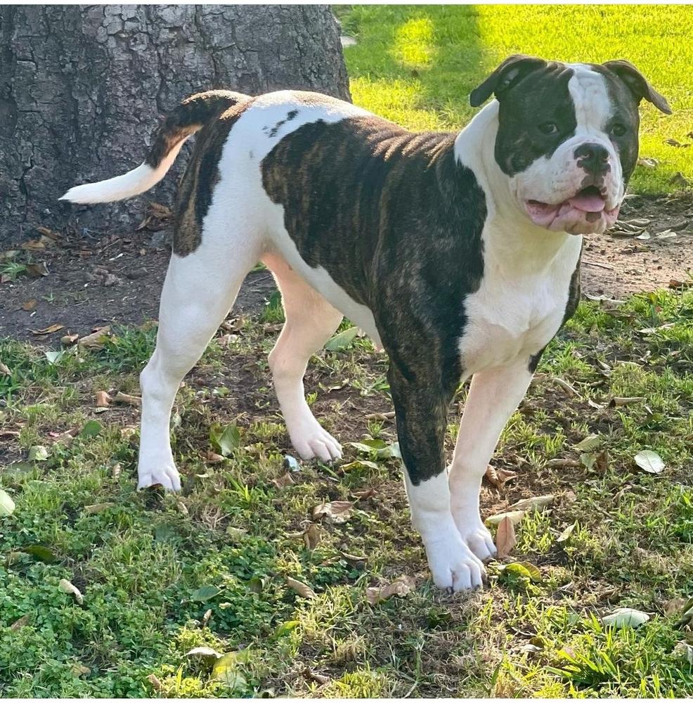 GAM Daisy of Vergara Bulls | American Bulldog 