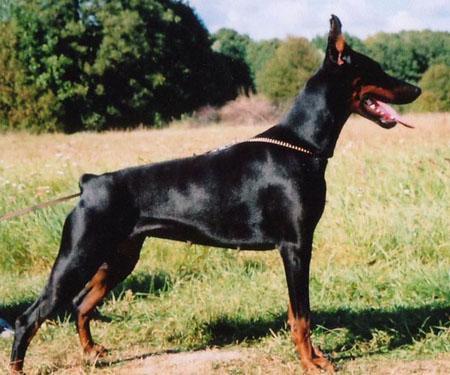 Yacheero's Duquesa Doniela | Black Doberman Pinscher