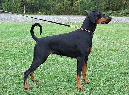 Yacheero's Evviva Evita | Black Doberman Pinscher