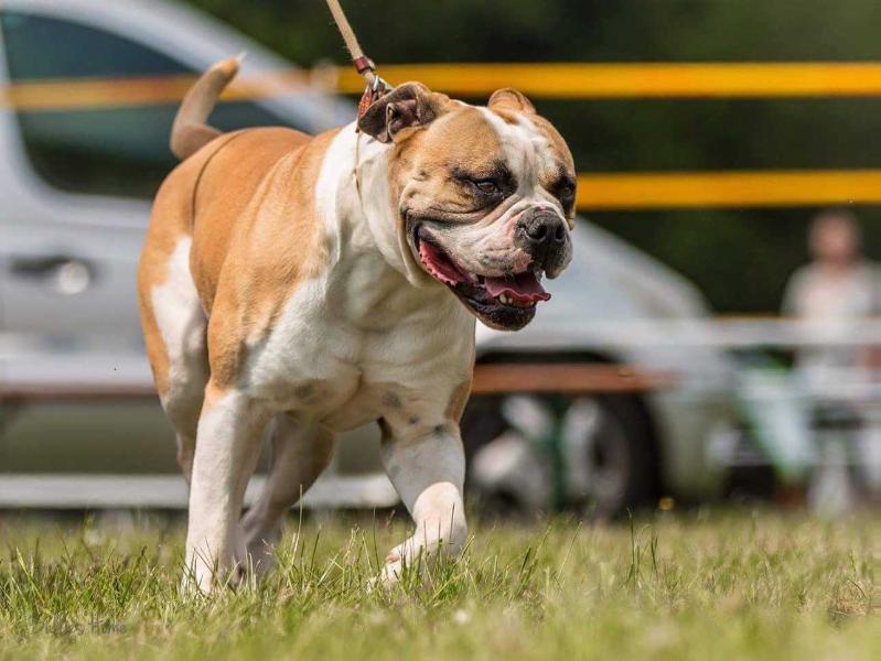 HDB S Chicago Bulls | American Bulldog 