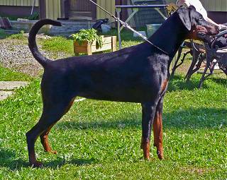 Yacheero's Glamour Gainell | Black Doberman Pinscher