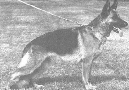 Biene von Arminius | German Shepherd Dog 