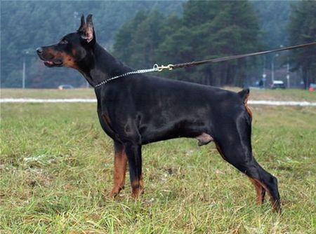 Yacheero's Hero Hector | Black Doberman Pinscher