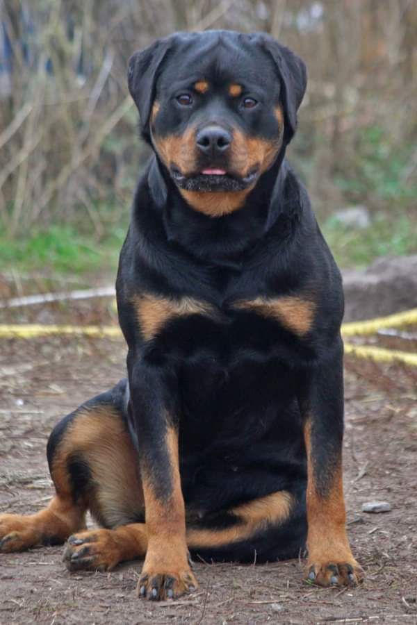 Trinity Teren | Rottweiler 