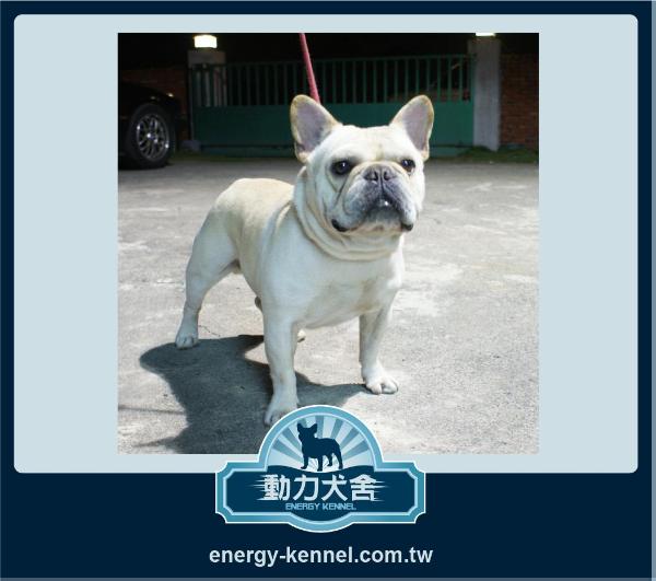 Adult of Dynamic Dog House | French Bulldog 