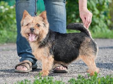 Gold And Globe Norina | Norwich Terrier 