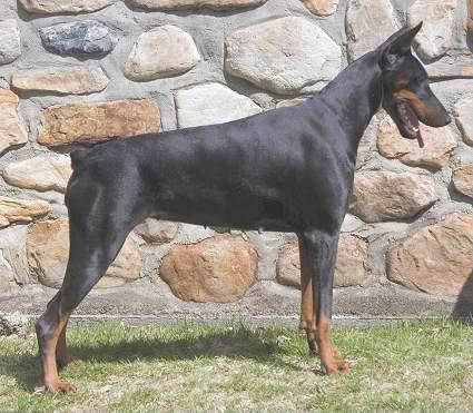 Anew Les Deux Peupliers | Black Doberman Pinscher