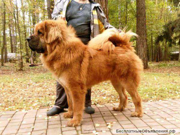 Lioness Gol’d VS | Tibetan Mastiff 