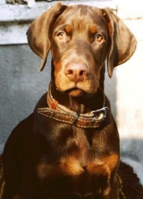 Virtuoz-Virazh (UA.UKU.003675/03) | Brown Doberman Pinscher