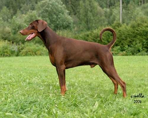 Little League's Game Over | Brown Doberman Pinscher