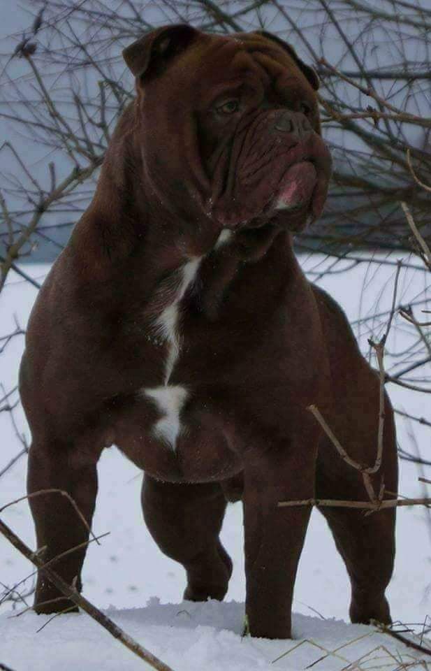 Marhoja Bulldogs' "Simply The Best's Cody" | Olde English Bulldogge 