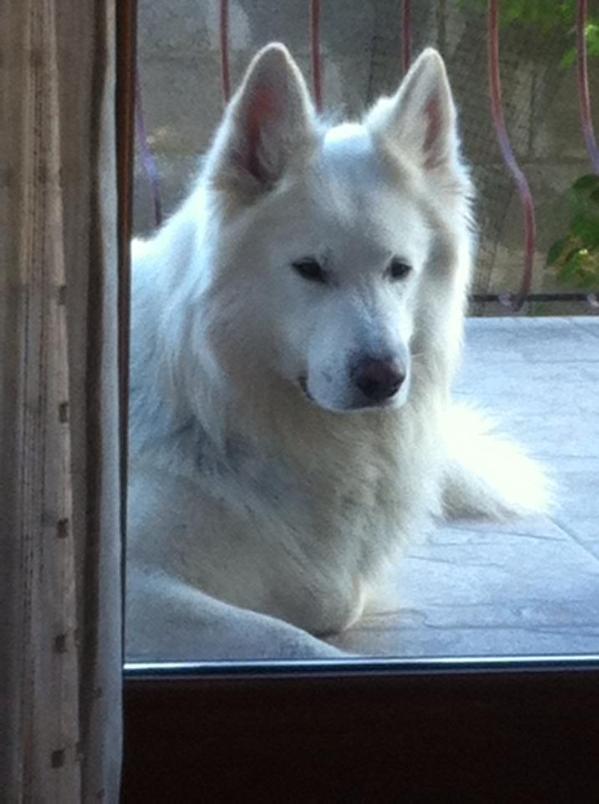 Gordon von grauben | White Swiss Shepherd Dog 