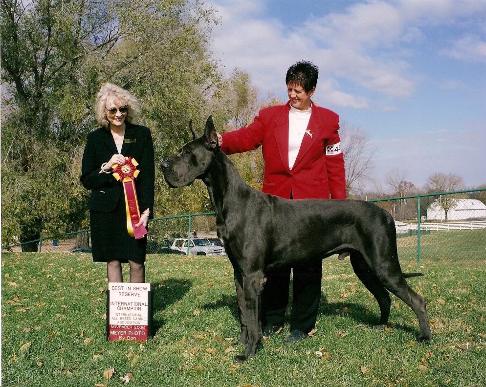 EIO Talon's Wild Karrde WYSIWYG | Great Dane 