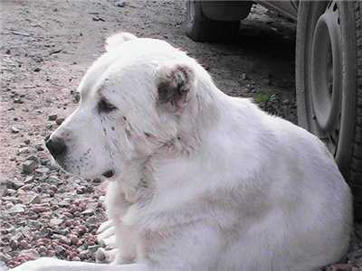 ZAURALSKIY MEDVED TAYNA | Central Asian Shepherd Dog 