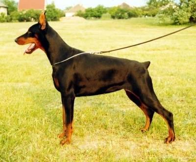 Valdimora Perla | Black Doberman Pinscher