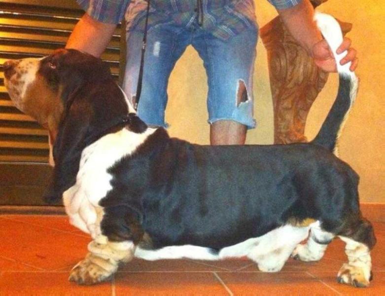 Renato Casa Dal Pino Bassethound | Basset Hound 