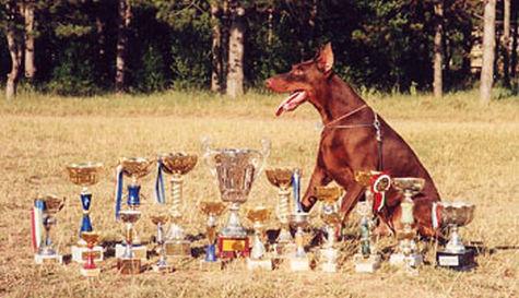 Giannino v. Morosso | Brown Doberman Pinscher