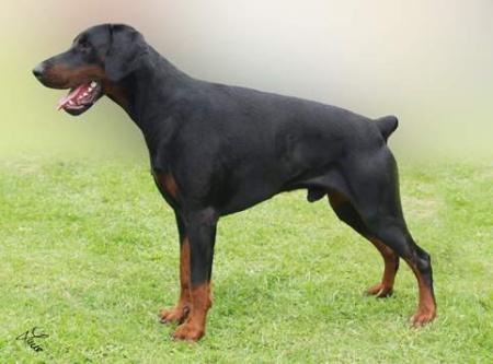 Archie Halitpasa Alargo Bohemia | Black Doberman Pinscher