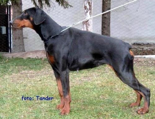 Silver Pidza of Tanderberg | Black Doberman Pinscher