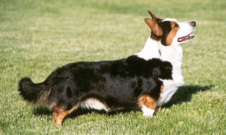 Yardican Us Westwyn Leo | Cardigan Welsh Corgi 