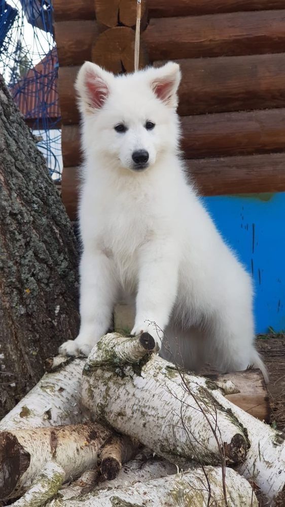 De-Luna Severa dlya Nezhnogo Chuda | White Swiss Shepherd Dog 