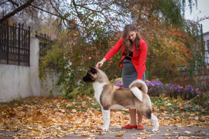 Miyandasht Bless Of Zeus | Akita 