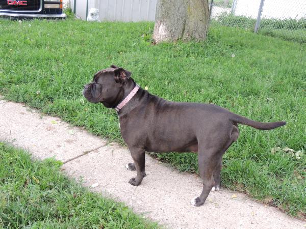 Miltowns Angel | Olde English Bulldogge 