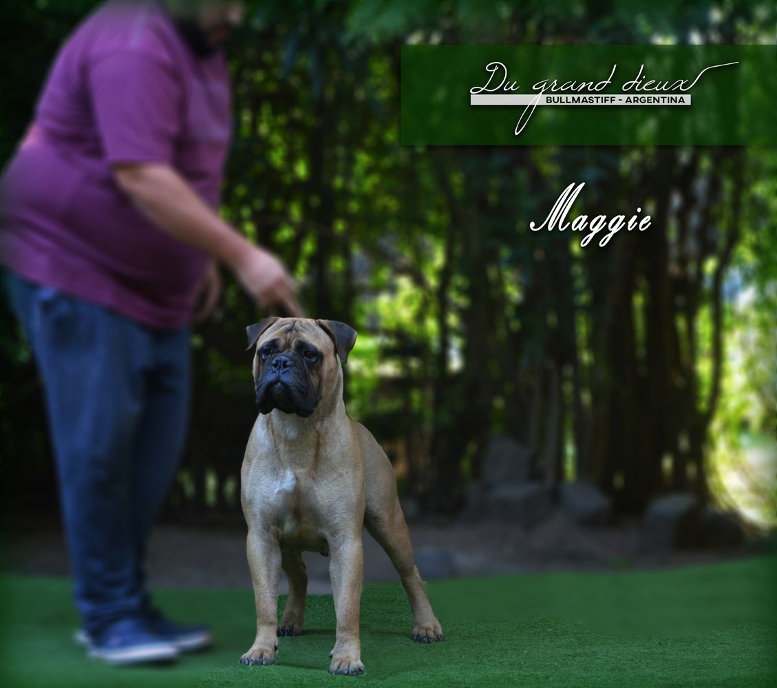 DU GRAND´S DIEUX MARGARET | Bullmastiff 