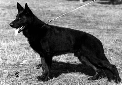 Axel vom Schloß Fürst Walrad | German Shepherd Dog 