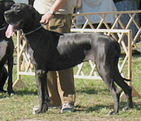 Diuna Arlekinowe Imperium | Great Dane 