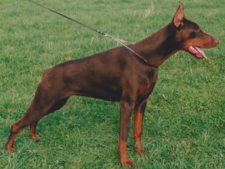 Vanda z Tomky | Brown Doberman Pinscher