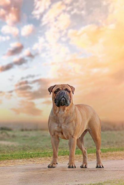 GriffinBulls Im Sexy and I Know It | Bullmastiff 