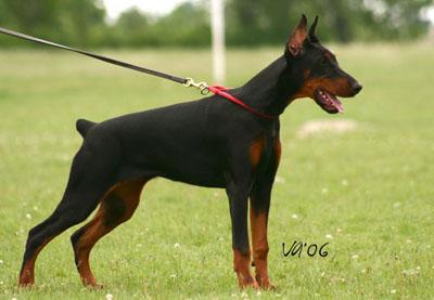 Mamma-Mia di Perlanera | Black Doberman Pinscher