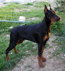 Marocco di Perlanera | Black Doberman Pinscher