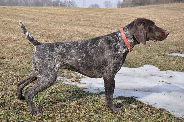 ZOTTA Keiviento | German Shorthaired Pointer 