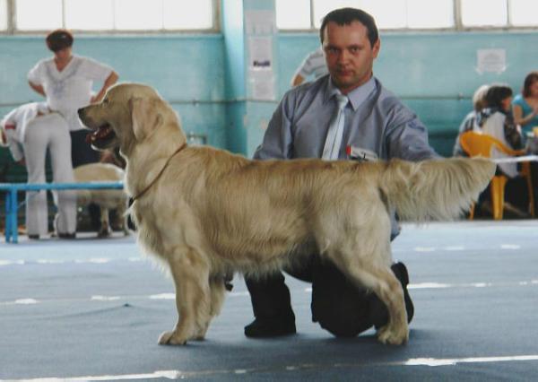 Zoltan donetskoe zolotko | Golden Retriever 