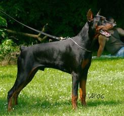 MR di Perlanera | Black Doberman Pinscher