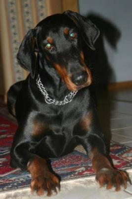 Onyx v. Morosso | Black Doberman Pinscher