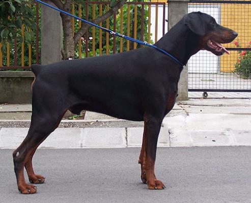 Orson v. Morosso | Black Doberman Pinscher