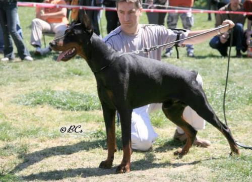 Tahi-réme Phantom | Black Doberman Pinscher