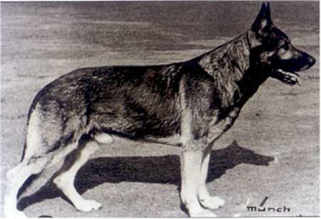 Rigo von der Schiebockmühle | German Shepherd Dog 