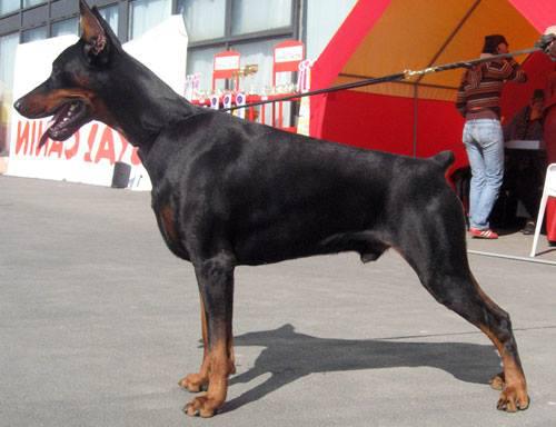 Santa Julf Zhador | Black Doberman Pinscher