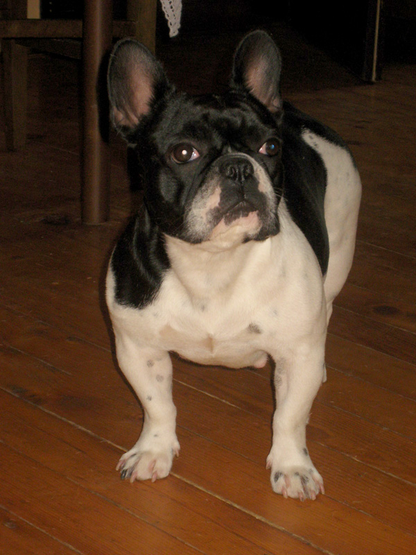 Adenis Od KuCE Don | French Bulldog 