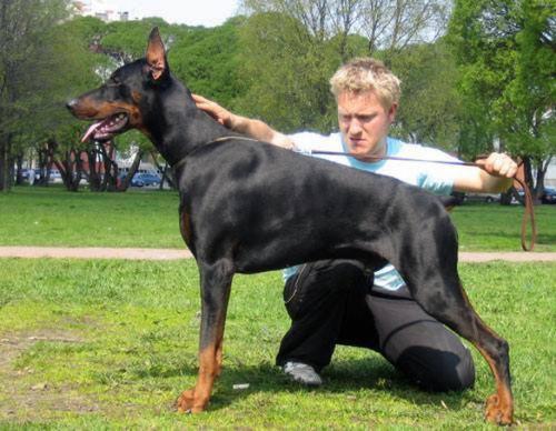 Santa Julf Zhivanshi | Black Doberman Pinscher