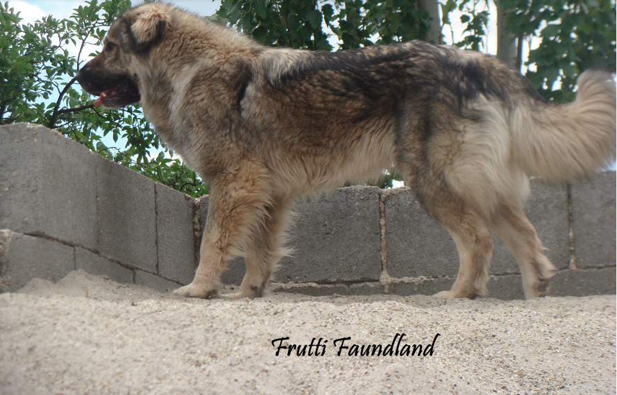 Frutti Faundland | Yugoslavian Shepherd Dog-Sarplaninac 