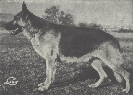 Marko von der Boxhochburg | German Shepherd Dog 